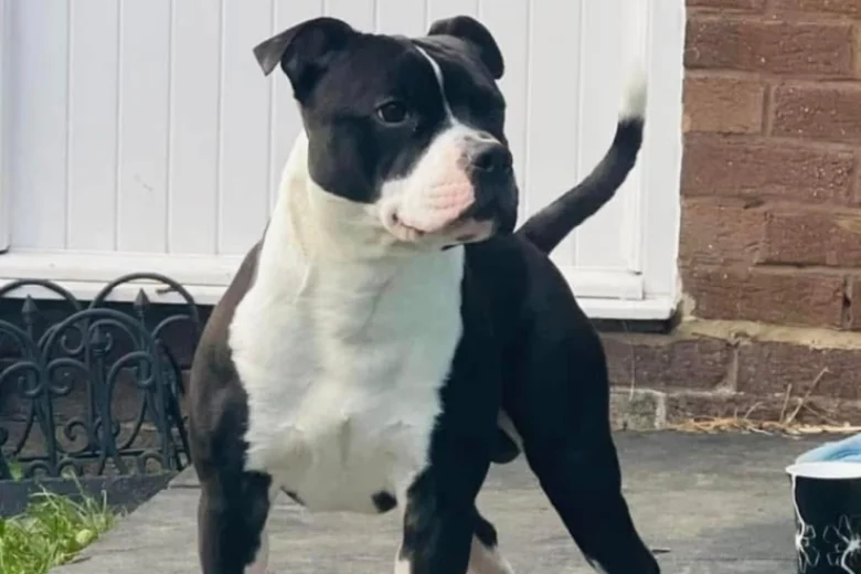 Patterdale Terrier