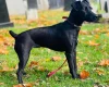 Patterdale Terrier