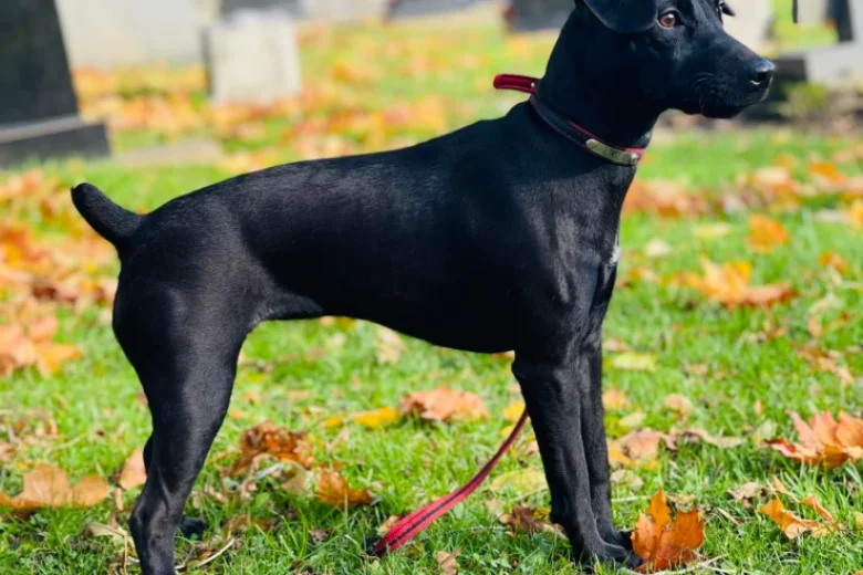 Patterdale Terrier