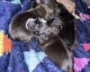 Patterdale Terrier
