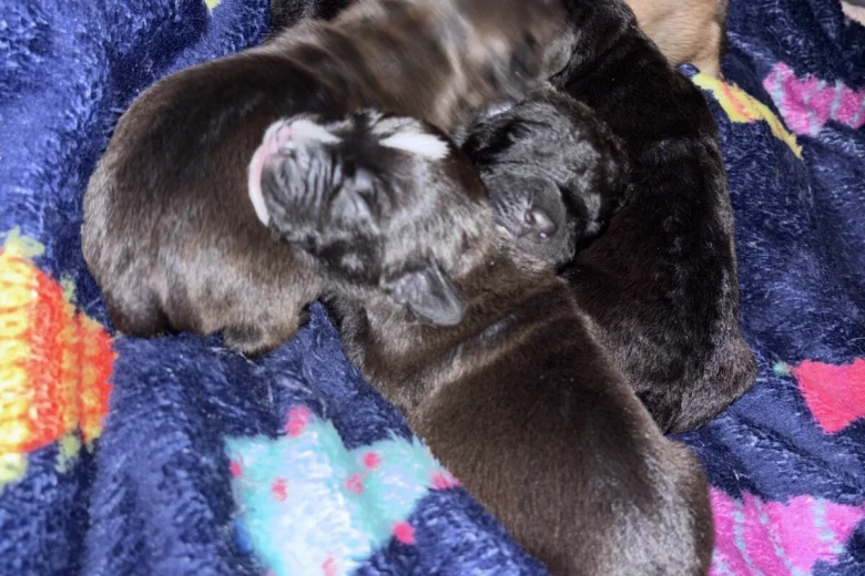 Patterdale Terrier