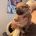 Patterdale Terrier