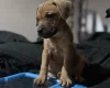 Patterdale Terrier