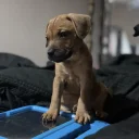 Patterdale Terrier