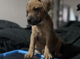 Patterdale Terrier