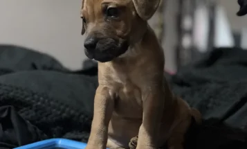 Patterdale Terrier