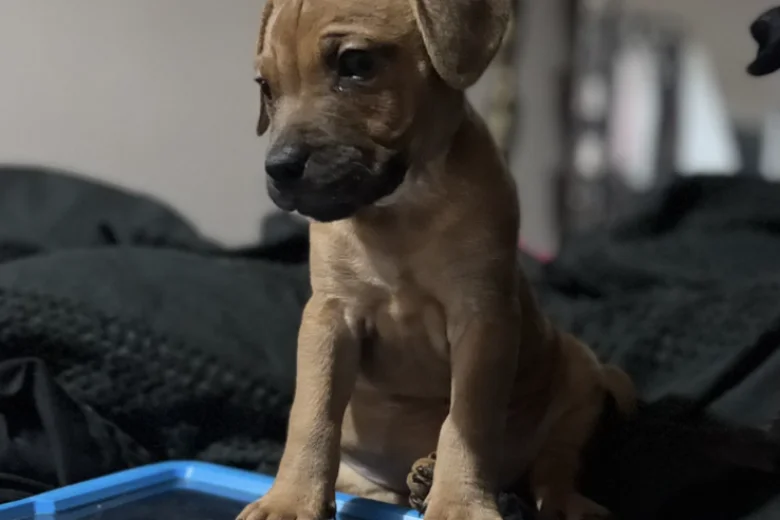 Patterdale Terrier