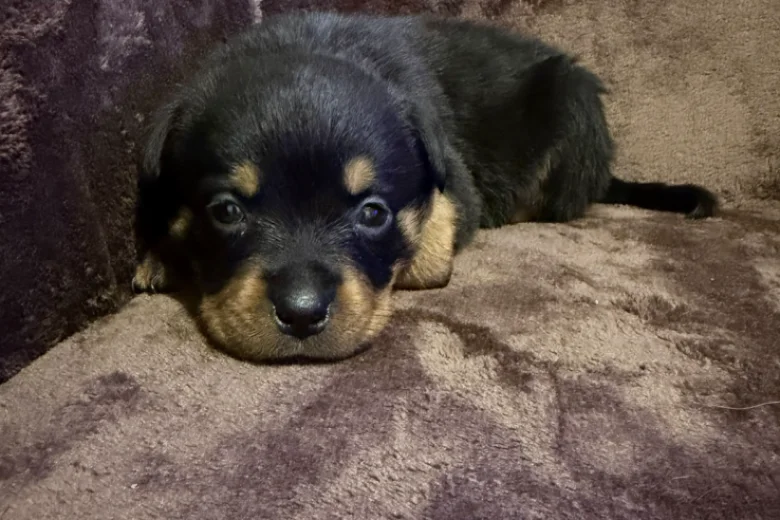 Rottweiler