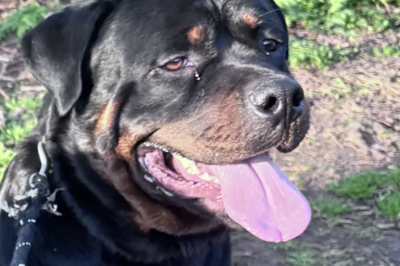 Rottweiler