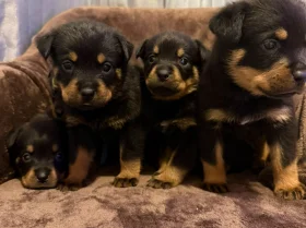 Rottweiler