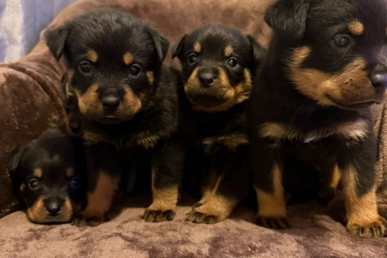 Rottweiler