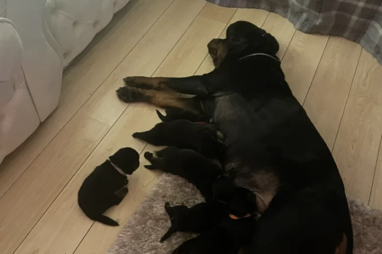 Rottweiler