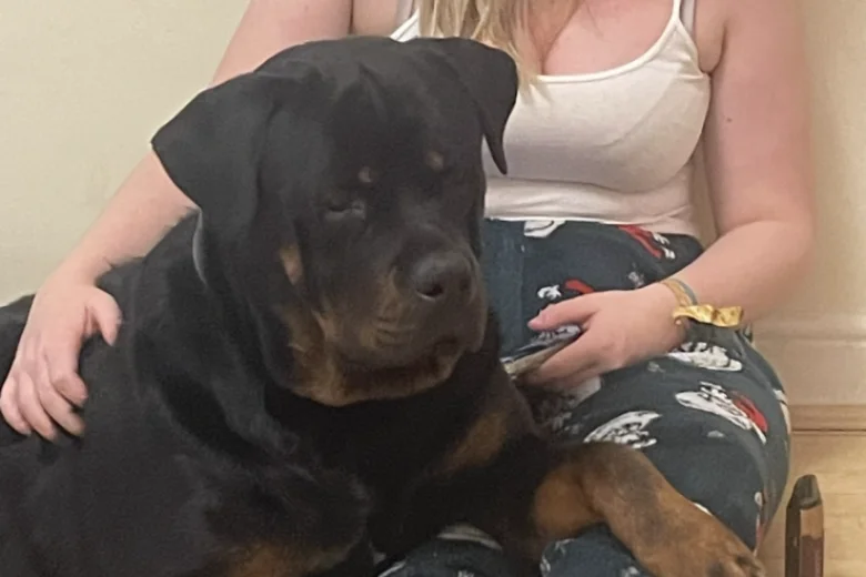 Rottweiler