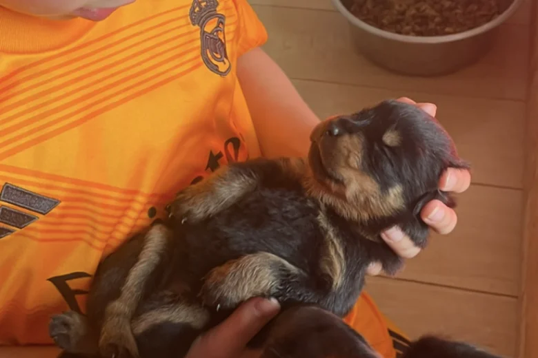 Rottweiler