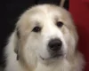 Pyrenean Mountain Dog