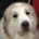 Pyrenean Mountain Dog