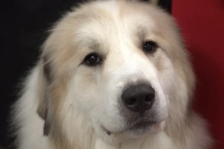 Pyrenean Mountain Dog