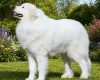 Pyrenean Mountain Dog