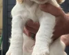 Cocker Spaniel (Working)