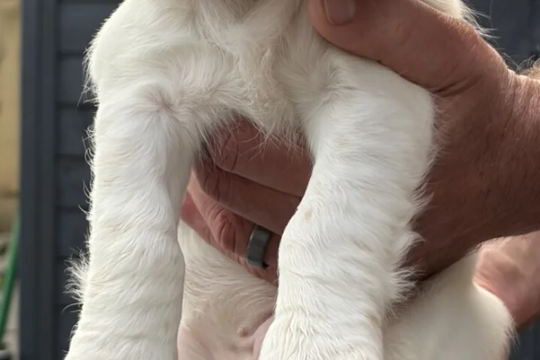 Cocker Spaniel (Working)