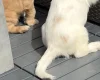 Cocker Spaniel (Working)