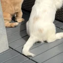 Cocker Spaniel (Working)