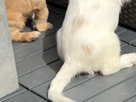 Cocker Spaniel (Working)