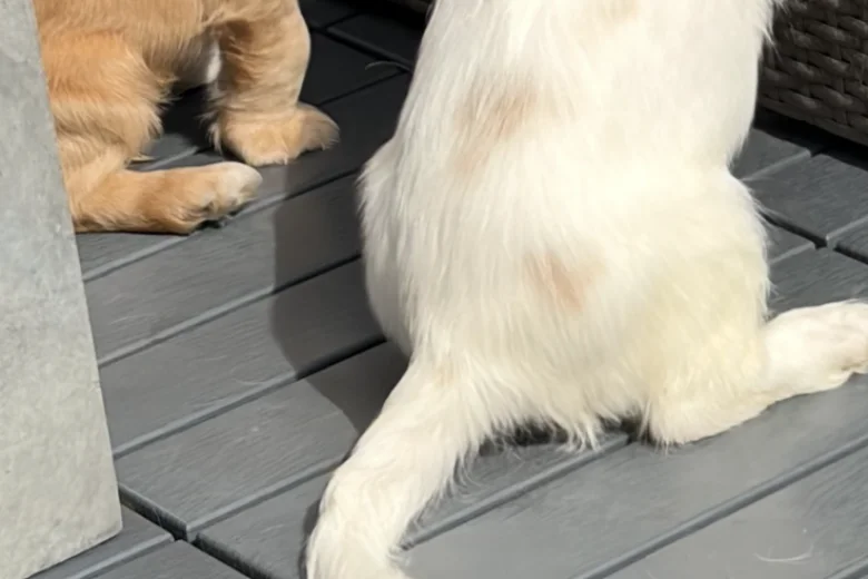 Cocker Spaniel (Working)