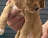 Cocker Spaniel (Working)