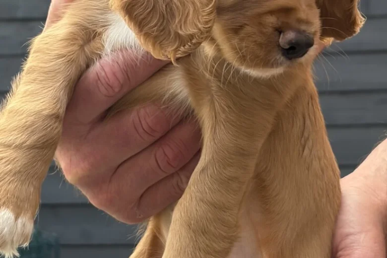 Cocker Spaniel (Working)