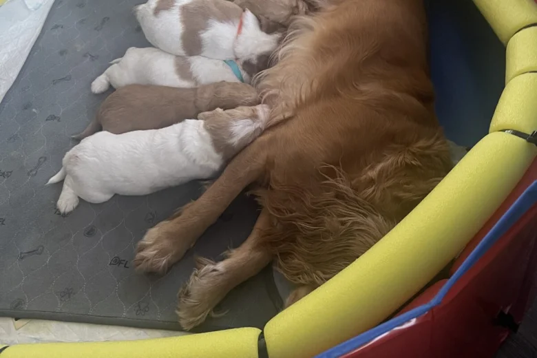 Cocker Spaniel (Working)
