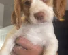Cocker Spaniel (Working)