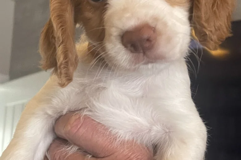 Cocker Spaniel (Working)