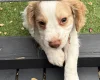 Cocker Spaniel (Working)