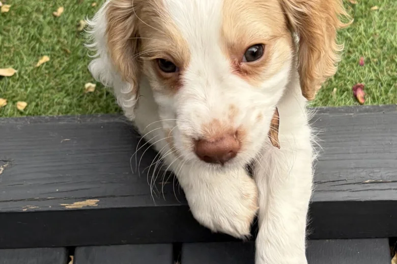 Cocker Spaniel (Working)