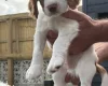 Cocker Spaniel (Working)