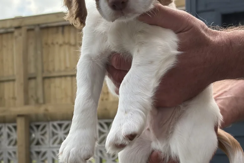 Cocker Spaniel (Working)
