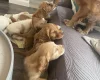 Cocker Spaniel (Working)