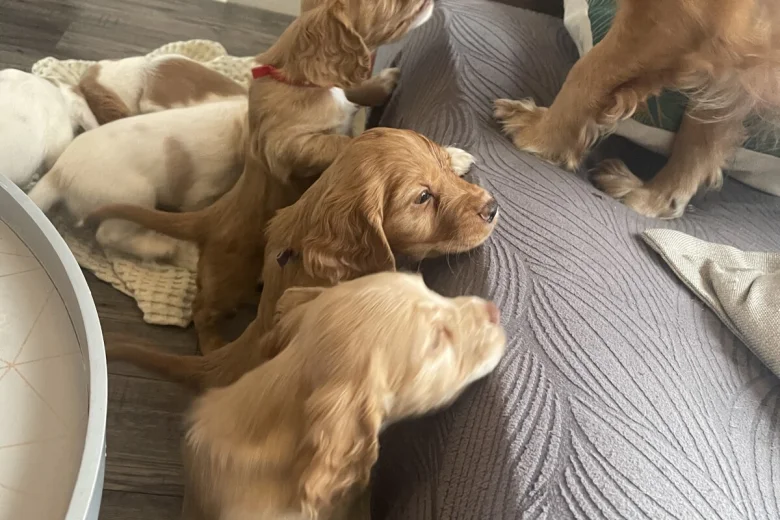 Cocker Spaniel (Working)