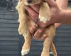 Cocker Spaniel (Working)
