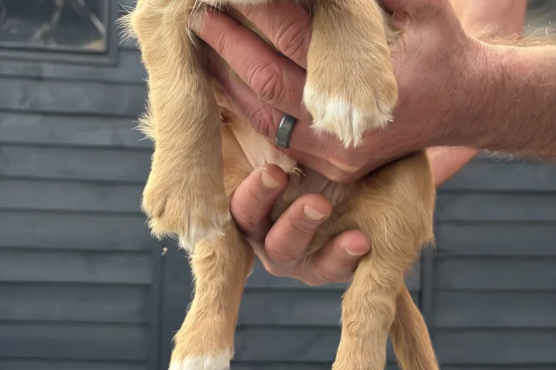 Cocker Spaniel (Working)