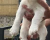 Cocker Spaniel (Working)