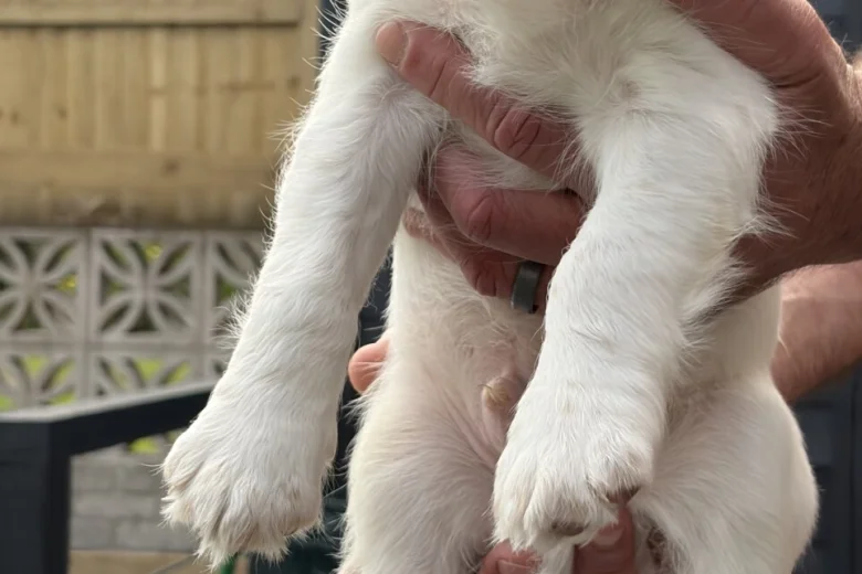 Cocker Spaniel (Working)