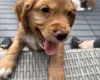 Cocker Spaniel (Working)