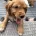 Cocker Spaniel (Working)