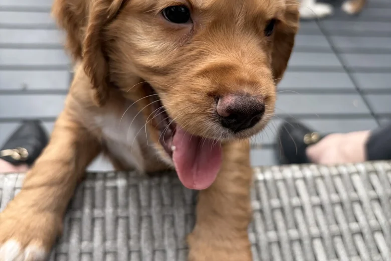 Cocker Spaniel (Working)
