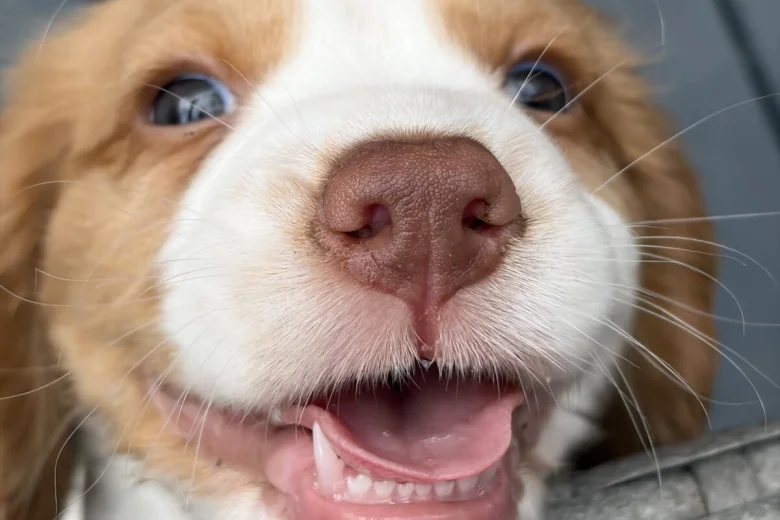 Cocker Spaniel (Working)