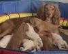 Cocker Spaniel (Working)