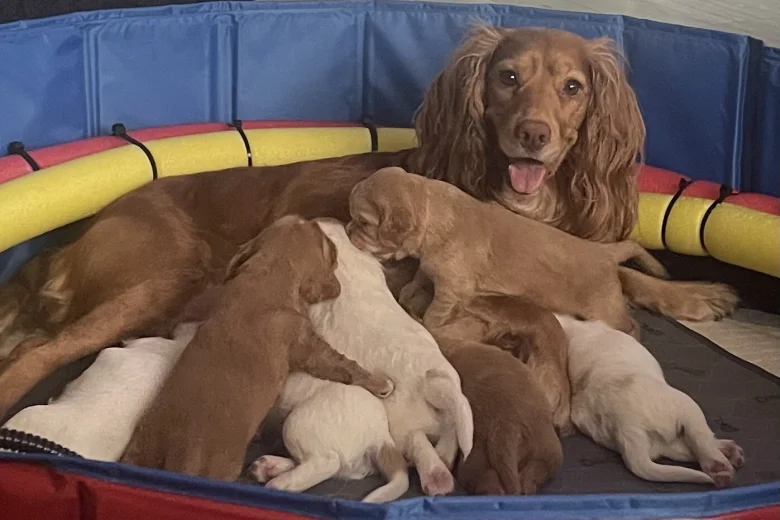 Cocker Spaniel (Working)