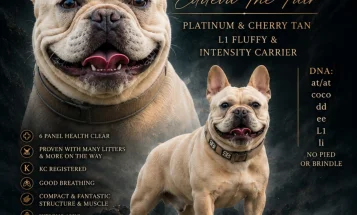 French Bulldog